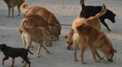 KMC sterilizes over 5,000 community dogs under ward-level program