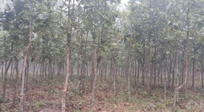 Sustainable Forest Management program gains momentum