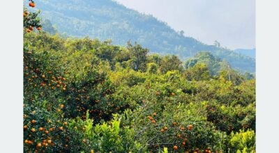 From millet to oranges: Kimbot village emerges as a thriving orange hub