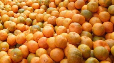 Myagdi farmer earns Rs 2 million from orange sales