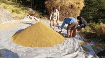 Impact of erratic weather: Paddy production declines in Bhojpur