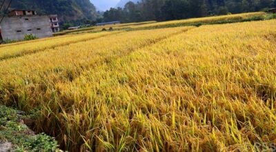 Paddy production declines in Rautahat