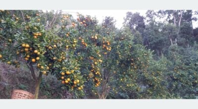 Orange production in Gorkha rises by 15 percent