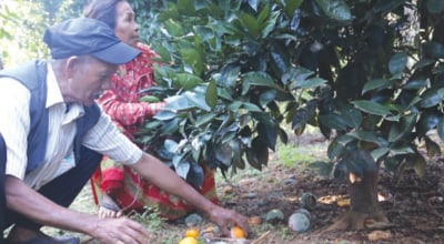 Farmers concerned as oranges get infested by insects in Lamidanda