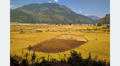 Paddy production increases in Syangja