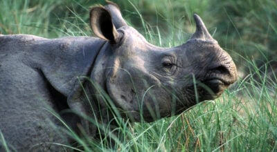 Man killed in rhino attack