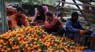 Delayed harvest fetches higher orange prices for farmers in Myagdi