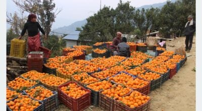 Sigana becomes ‘orange village’, Rs 40 million earned from harvest