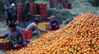 Orange production worth Rs 316 million in Myagdi