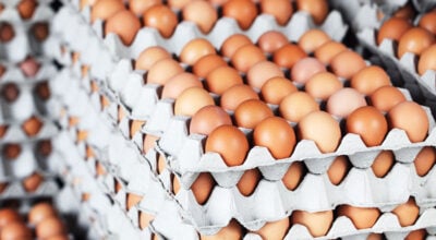 Egg prices drop sharply; new per-crate rates announced