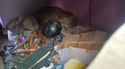 Leopard terrorizing Manamaiju people rescued with dart