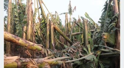 Strom damages banana plantations in Chitwan