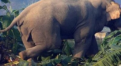 Wild elephants wreak havoc in settlements near Shuklaphanta National Park