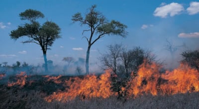 Banke reports 12 forest fires