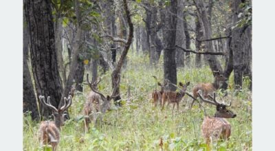 2,634 tourists visit Shuklaphanta National Park in six months
