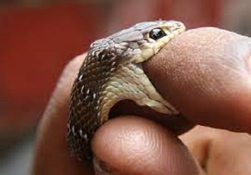 Nearly 2,000 snakebite cases reported in Sudurpashchim over 3 years