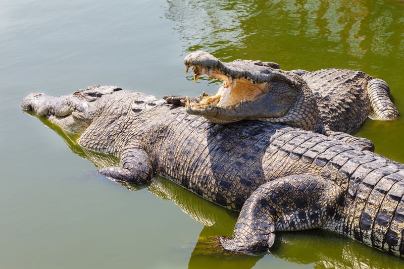 Crocodile Breeding Program sees 137 released this year
