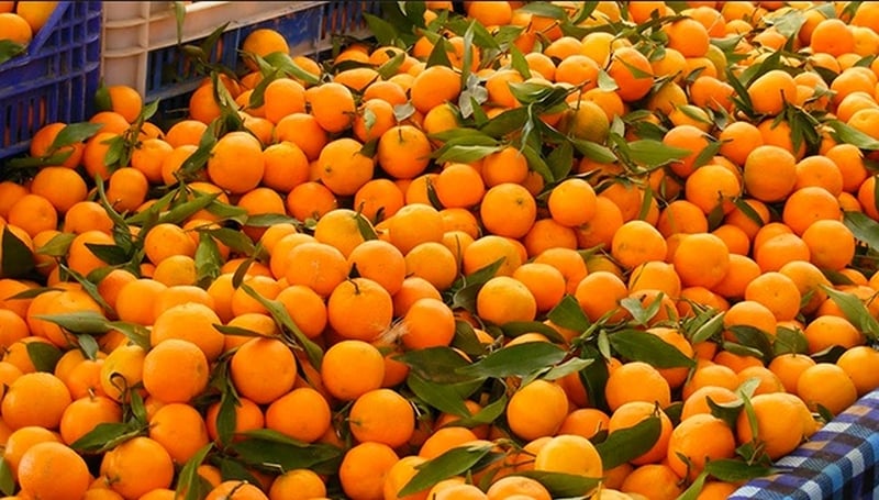 Annapurna Rural Municipality supplies oranges worth around Rs 40 million this year