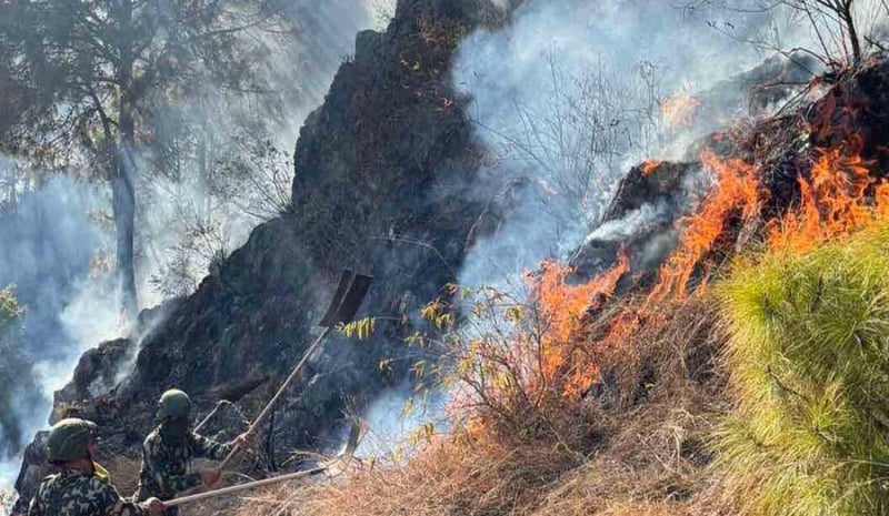 Over 13 thousand forest fire incidents recorded in thirteen years