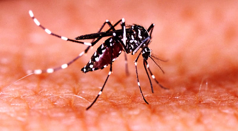 35 people die of Japanese encephalitis in 2025