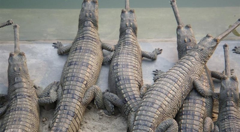 205 crocodiles released into Rapti River