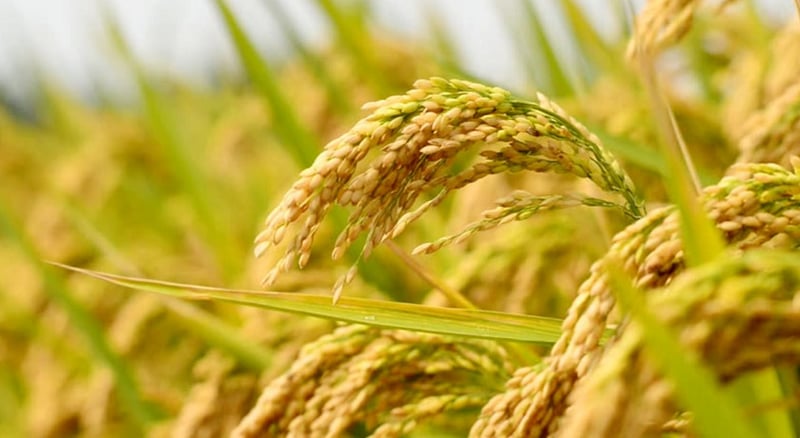 Paddy production projected to fall by 4.20 percent this year