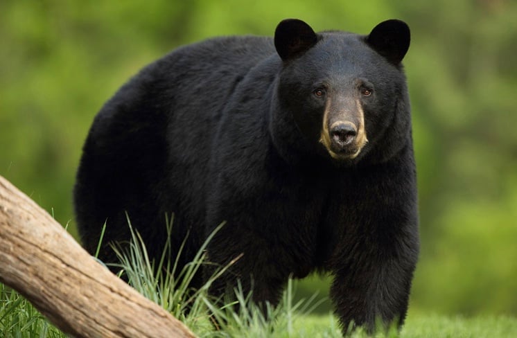 Iron cages installed to trap wild bears in Phungling