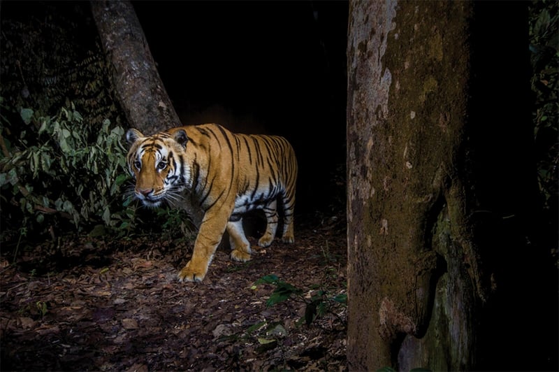 Three killed in tiger attacks in Surkhet and Salyan within week
