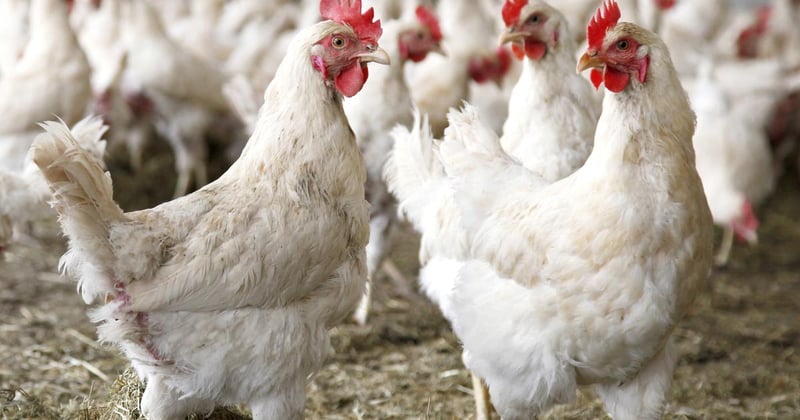 Bird flu confirmed in Sunsari