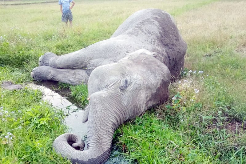 Wild elephant found dead in Jhapa