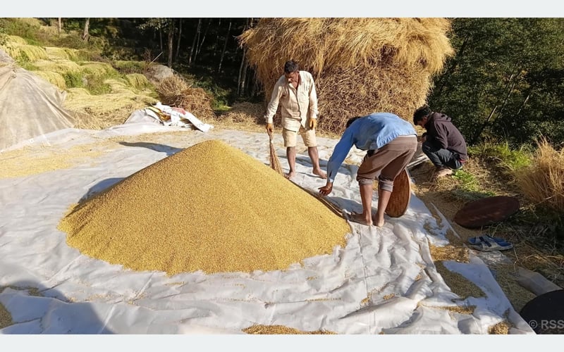 Paddy production declines this year