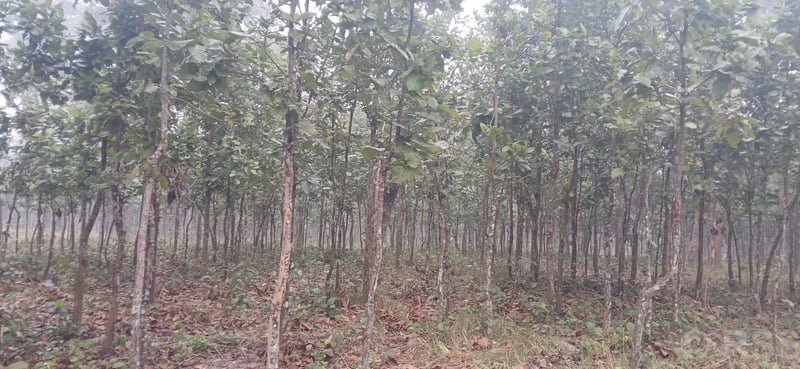 Sustainable forest management gaining pace in Rautahat