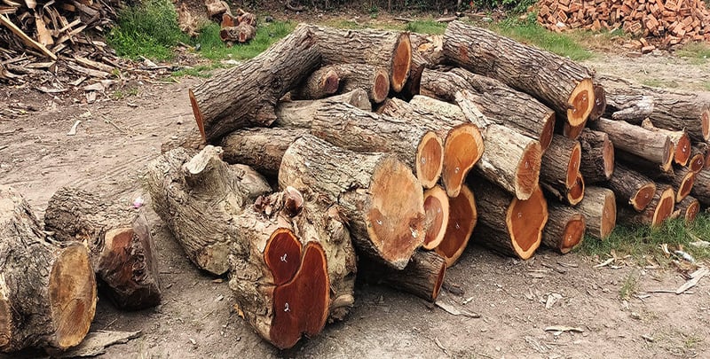 Firewood distributed to elderly care homes, temples