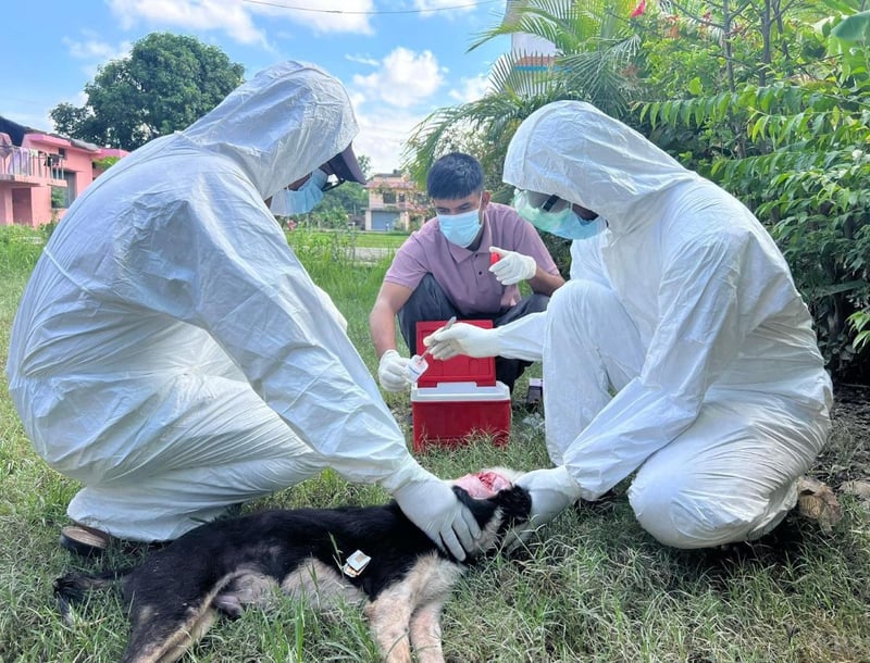 Rabies infection challenge increasing in Sudurpaschim