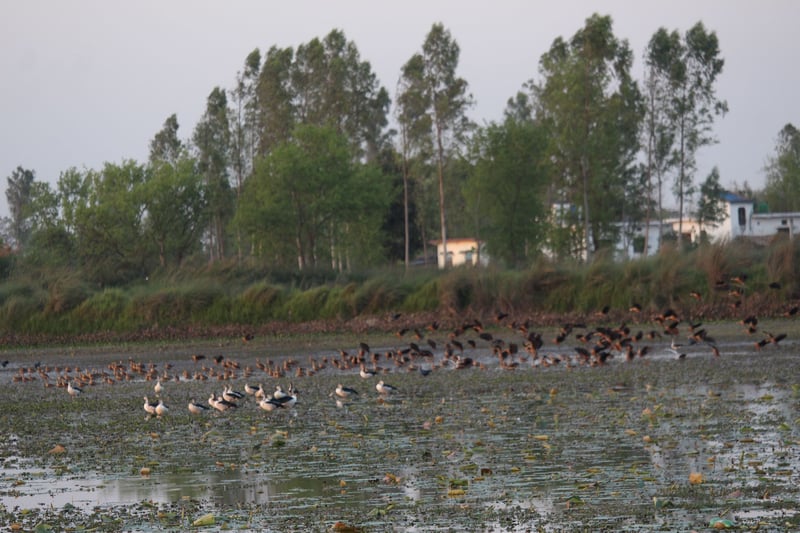 Aquatic birds’ census begins in Kanchanpur from today