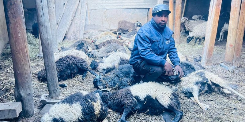 17 sheep killed in leopard attack in Marpha