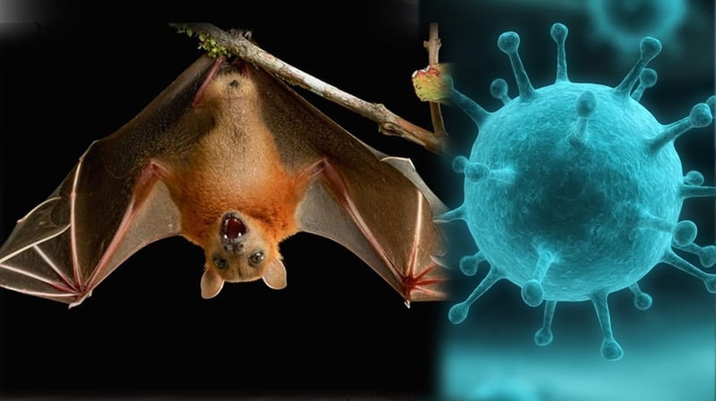 High alertness against Nipah virus