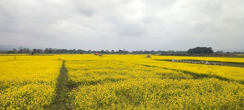 Once-lost mustard is making a comeback in Chitwan