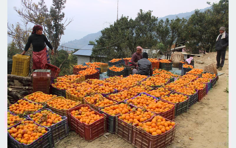 Baglung village sells orange worth Rs 40 million