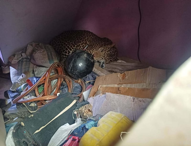Leopard terrorizing Manamaiju people rescued with dart
