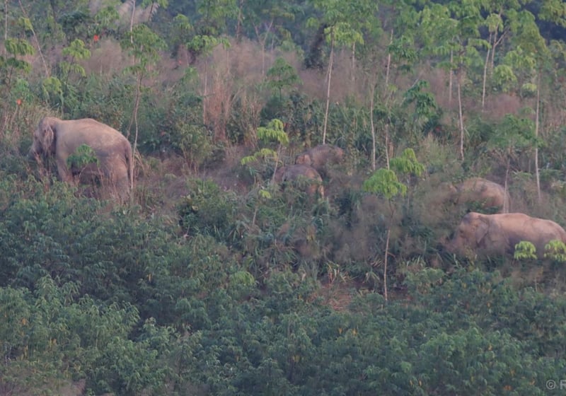 Thailand uses a birth control vaccine to curb its elephant population near expanding farms