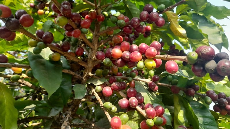 Nepal: Self-sufficient in tea, import-dependent in coffee