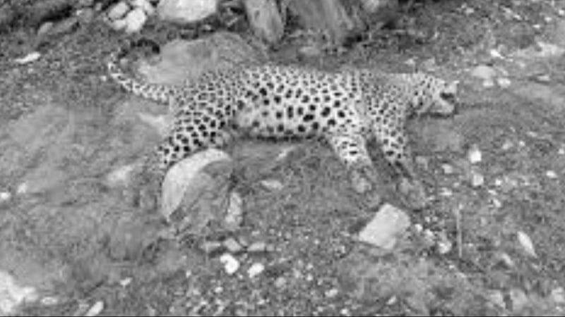 Female leopard found dead in Makwanpur