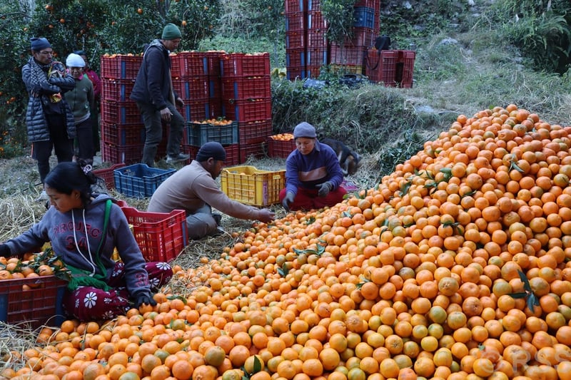 Orange worth Rs 316 million produced in Myagdi