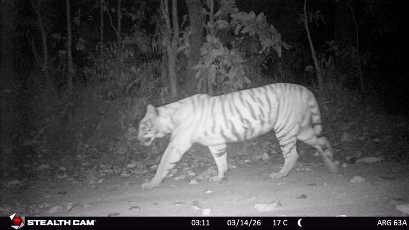 Magnificent yet deadly, Lumbini’s hidden tigers emerge from the shadows
