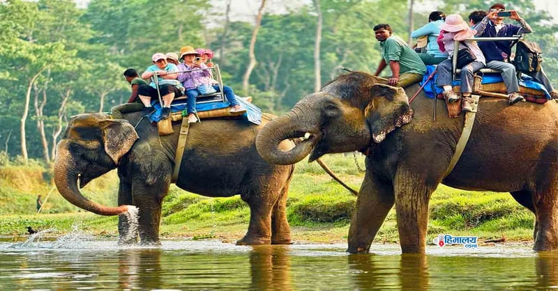 Tourist arrivals up in Chitwan National Park