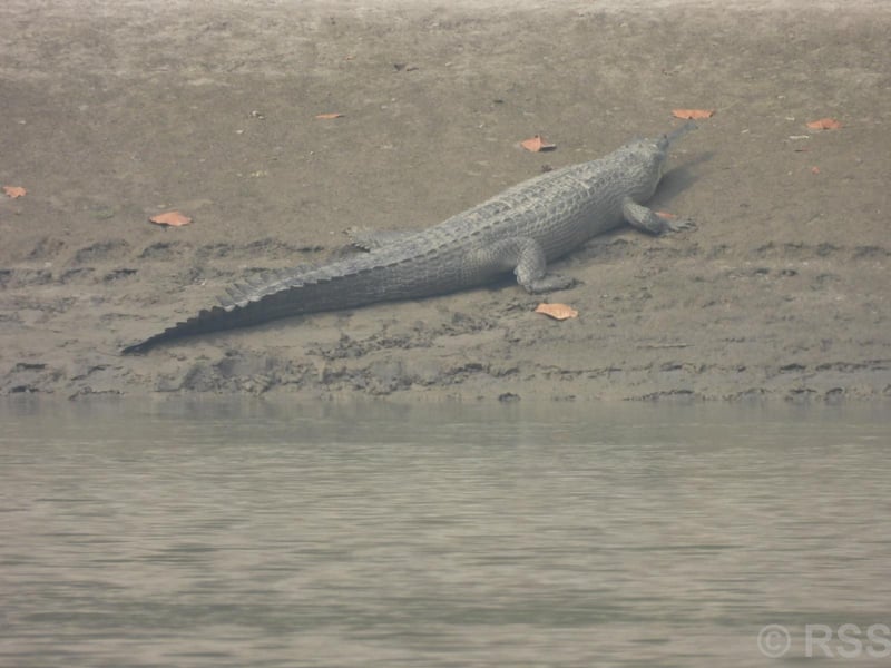 Gharial reportedly spotted in Devghat Area