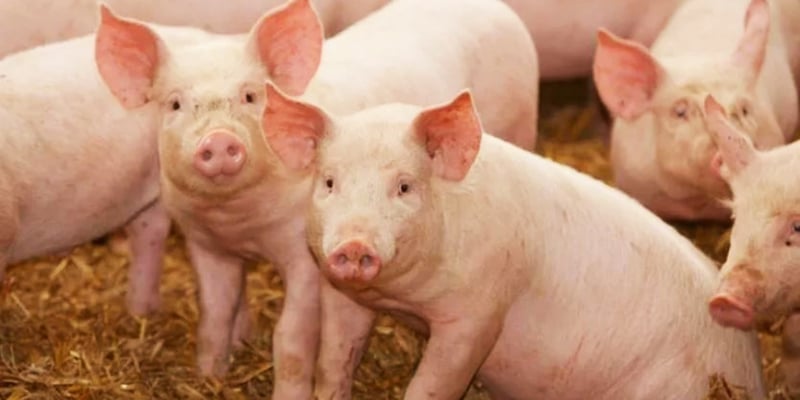 African swine flu kills 46 pigs in Parbat