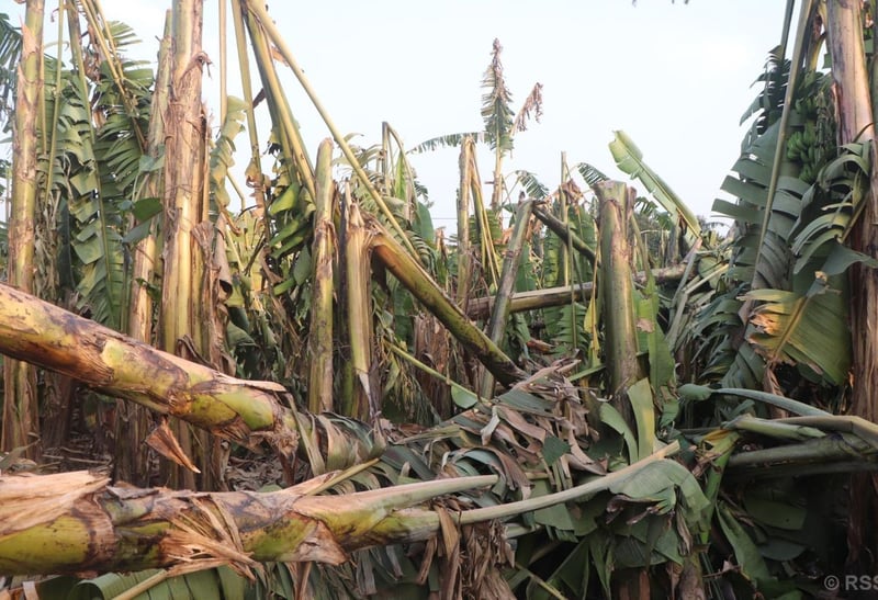 Storm damages bananas worth over 40 million in Chitwan
