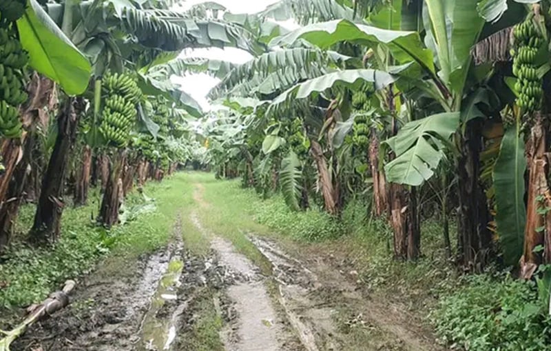 Farmers at a loss for lack of insurance for banana plantation